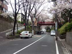 sakurazaka1-w.jpg